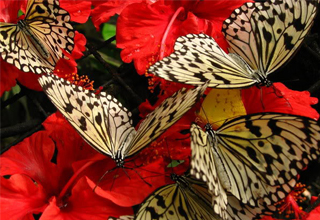 Roxanne Evanina Image 2
